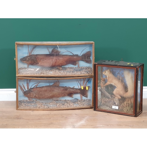 4 - A Taxidermy Red Squirrel in glazed display Case A/F, and two Taxidermy Trout in Perspex bow front Ca... 