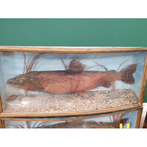 4 - A Taxidermy Red Squirrel in glazed display Case A/F, and two Taxidermy Trout in Perspex bow front Ca... 