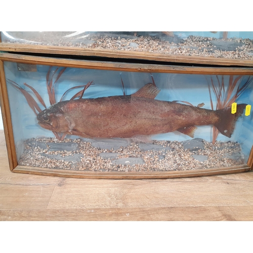 4 - A Taxidermy Red Squirrel in glazed display Case A/F, and two Taxidermy Trout in Perspex bow front Ca... 