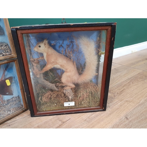 4 - A Taxidermy Red Squirrel in glazed display Case A/F, and two Taxidermy Trout in Perspex bow front Ca... 