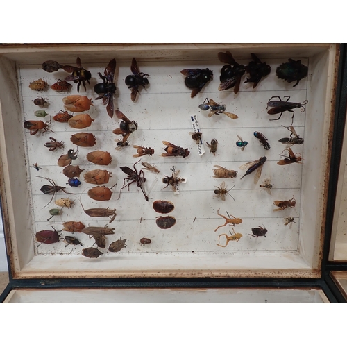 1017 - Three Entomological Cases in the form of books containing a collection of Coleoptera, Odonata and Le... 