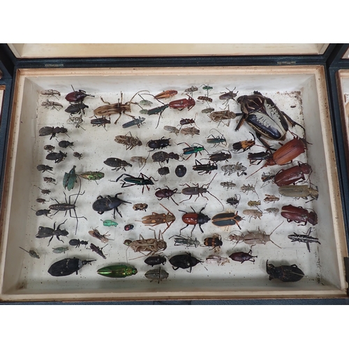 1017 - Three Entomological Cases in the form of books containing a collection of Coleoptera, Odonata and Le... 