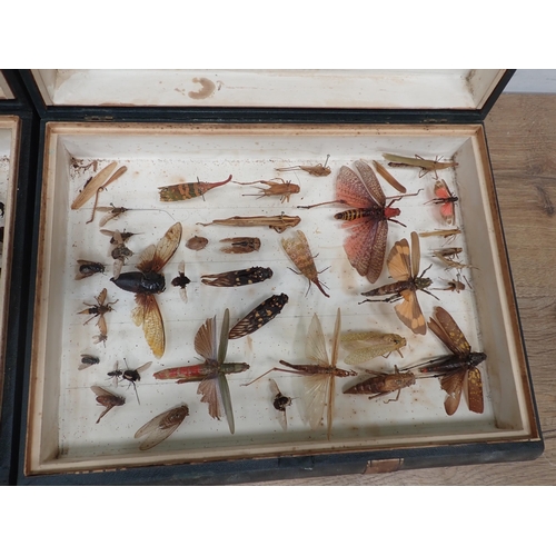 1017 - Three Entomological Cases in the form of books containing a collection of Coleoptera, Odonata and Le... 