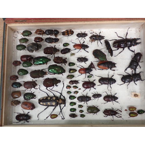 1018 - An Entomological Case in the form of a book containing a collection of Coleoptera, generally in fair... 