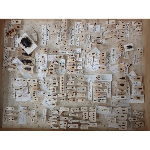 1019 - Three pine Entomology Cases containing a well organised collection of Coleoptera, mainly labelled