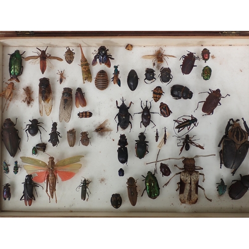 1019 - Three pine Entomology Cases containing a well organised collection of Coleoptera, mainly labelled