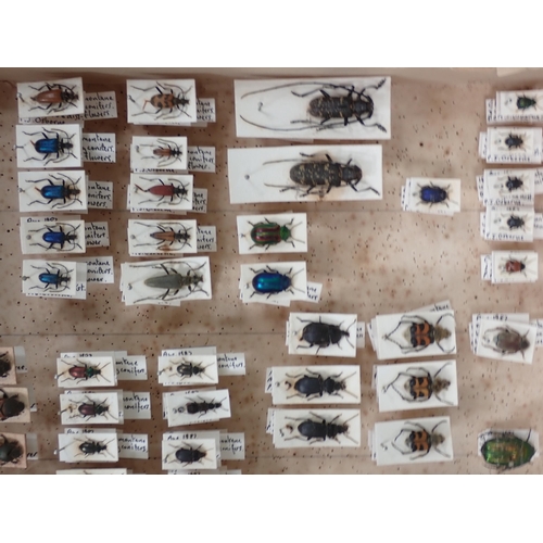 1019 - Three pine Entomology Cases containing a well organised collection of Coleoptera, mainly labelled