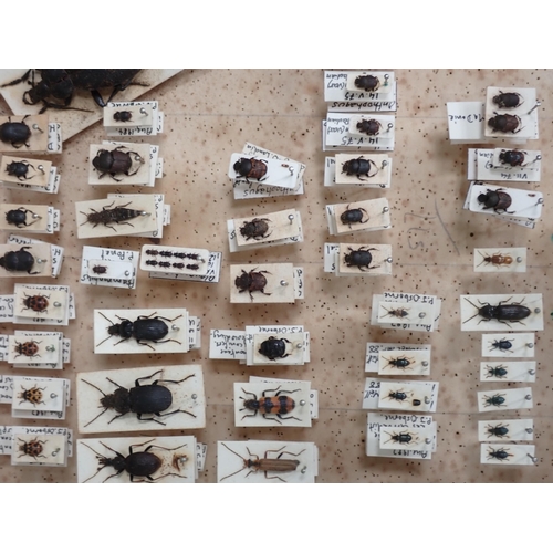 1019 - Three pine Entomology Cases containing a well organised collection of Coleoptera, mainly labelled