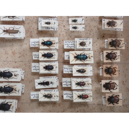 1019 - Three pine Entomology Cases containing a well organised collection of Coleoptera, mainly labelled