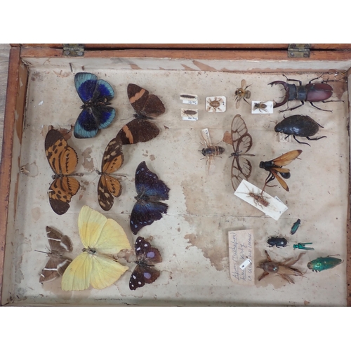 1021 - Five pine Entomology Cabinets and a Cigar Box containing a collection of Coleoptera, Odonata and Lep... 