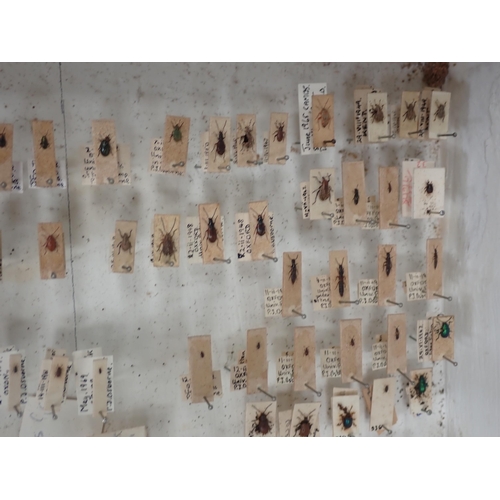 1021 - Five pine Entomology Cabinets and a Cigar Box containing a collection of Coleoptera, Odonata and Lep... 