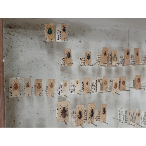 1021 - Five pine Entomology Cabinets and a Cigar Box containing a collection of Coleoptera, Odonata and Lep... 