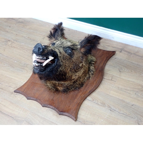 1022 - A taxidermy Wild Boar Head on large oak shield