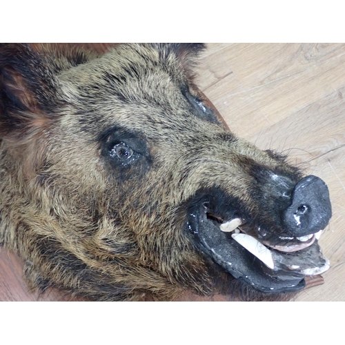 1022 - A taxidermy Wild Boar Head on large oak shield