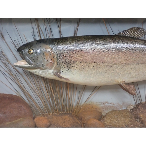 1023 - An ebonised and glazed Taxidermy Case displaying a Rainbow Trout 3ft W x 1ft 6in H