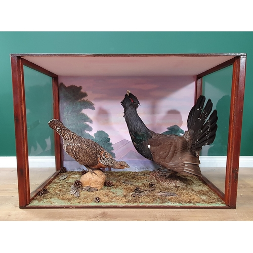 1118 - An impressive glazed taxidermy Case displaying a cock and hen Capercaillie each on rock perches with... 