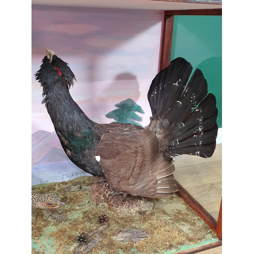 1118 - An impressive glazed taxidermy Case displaying a cock and hen Capercaillie each on rock perches with... 