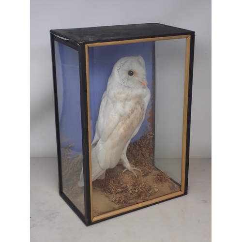 1121 - An antique ebonised taxidermy Case displaying a mounted Barn Owl on moss covered rock 16in H x 11in ... 