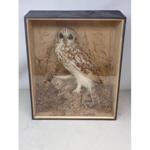 1122 - An antique ebonised taxidermy Case displaying a mounted Short-eared Owl with mouse prey upon lichen ... 