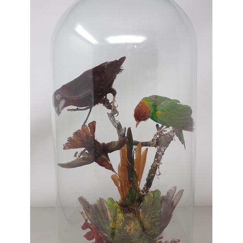 1124 - An antique taxidermy mount of four tropical bird species including Bay-headed Tanager, Hummingbird s... 