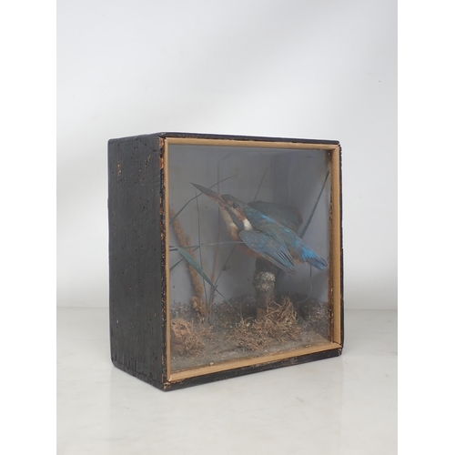 1194 - An antique ebonised taxidermy Case displaying a mounted Kingfisher in naturalistic setting with blue... 