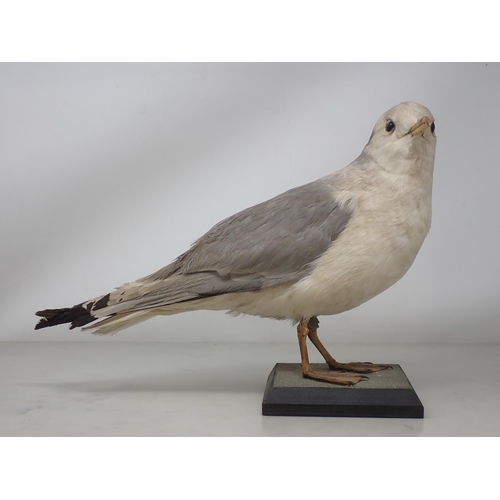 1196 - A taxidermy adult Kittiwake on wooden base