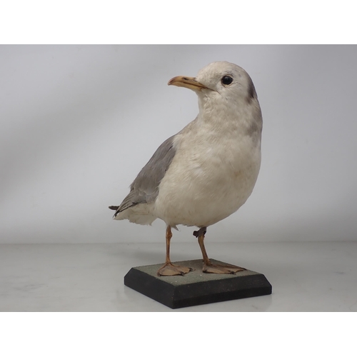 1196 - A taxidermy adult Kittiwake on wooden base