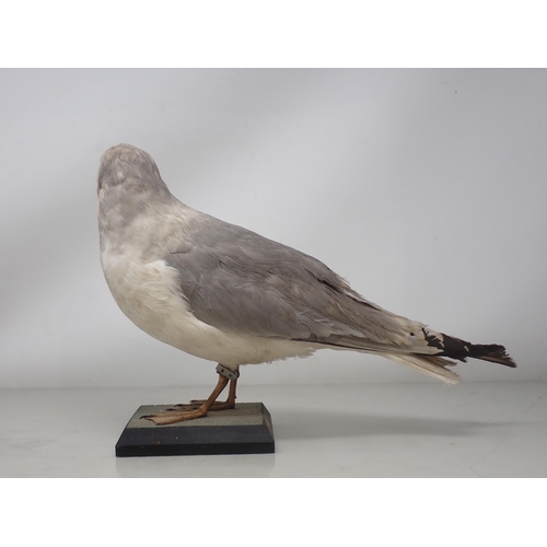 1196 - A taxidermy adult Kittiwake on wooden base