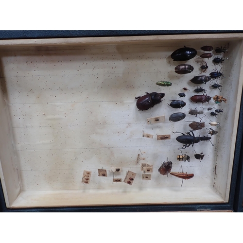 1017 - Three Entomological Cases in the form of books containing a collection of Coleoptera, Odonata and Le... 