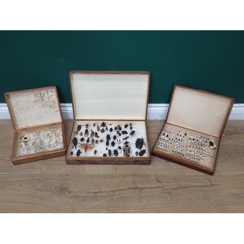 1019 - Three pine Entomology Cases containing a well organised collection of Coleoptera, mainly labelled