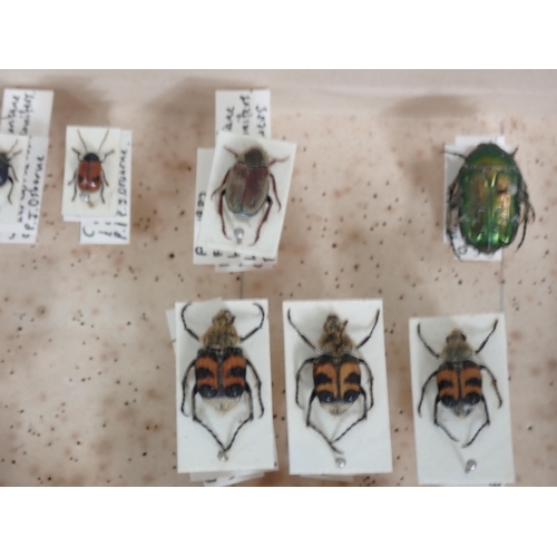 1019 - Three pine Entomology Cases containing a well organised collection of Coleoptera, mainly labelled