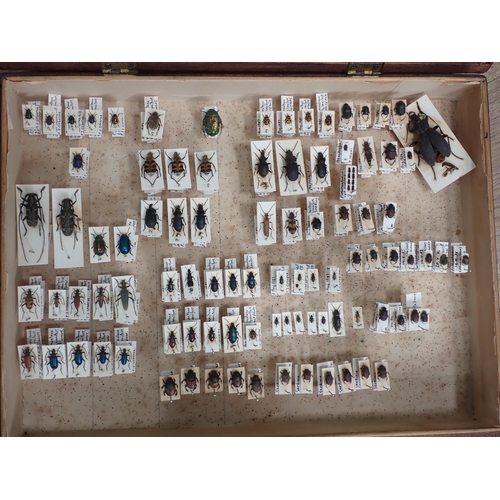 1019 - Three pine Entomology Cases containing a well organised collection of Coleoptera, mainly labelled