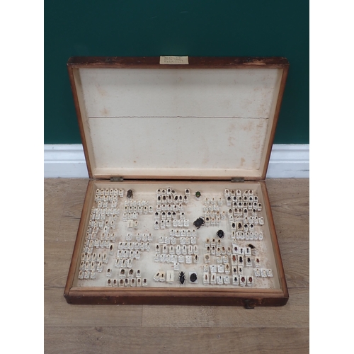 1020 - A pine Entomology Cabinet containing a well curated collection of Coleoptera from the Loire Valley, ... 