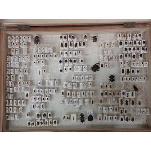 1020 - A pine Entomology Cabinet containing a well curated collection of Coleoptera from the Loire Valley, ... 