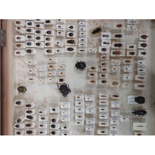 1020 - A pine Entomology Cabinet containing a well curated collection of Coleoptera from the Loire Valley, ... 