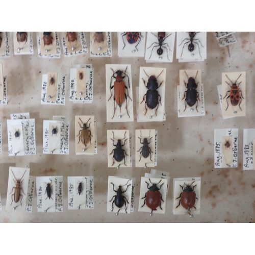 1020 - A pine Entomology Cabinet containing a well curated collection of Coleoptera from the Loire Valley, ... 