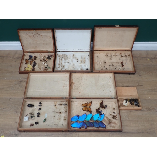 1021 - Five pine Entomology Cabinets and a Cigar Box containing a collection of Coleoptera, Odonata and Lep... 