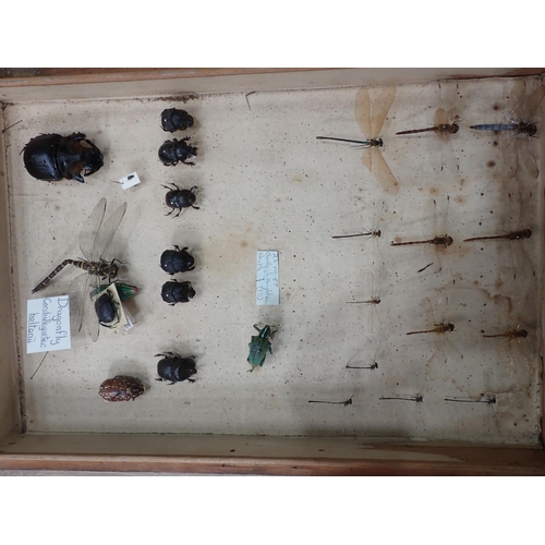 1021 - Five pine Entomology Cabinets and a Cigar Box containing a collection of Coleoptera, Odonata and Lep... 