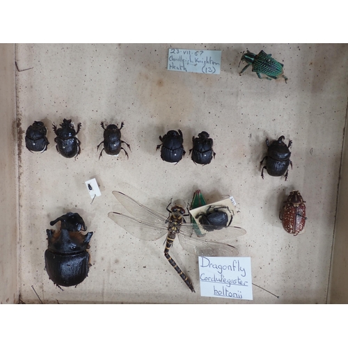 1021 - Five pine Entomology Cabinets and a Cigar Box containing a collection of Coleoptera, Odonata and Lep... 