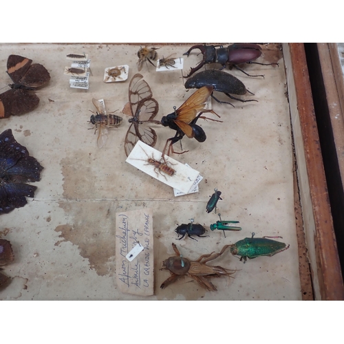 1021 - Five pine Entomology Cabinets and a Cigar Box containing a collection of Coleoptera, Odonata and Lep... 