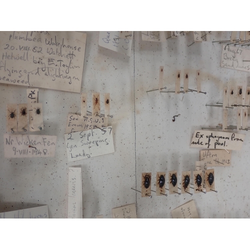 1021 - Five pine Entomology Cabinets and a Cigar Box containing a collection of Coleoptera, Odonata and Lep... 