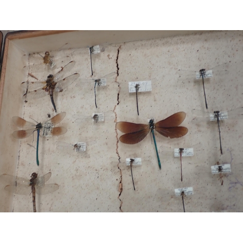 1021 - Five pine Entomology Cabinets and a Cigar Box containing a collection of Coleoptera, Odonata and Lep... 