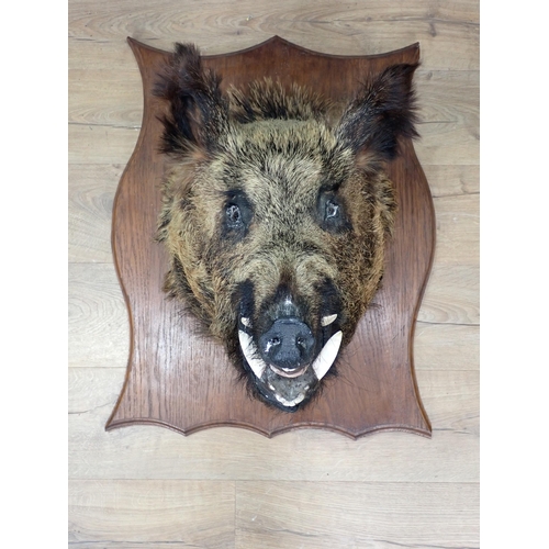 1022 - A taxidermy Wild Boar Head on large oak shield