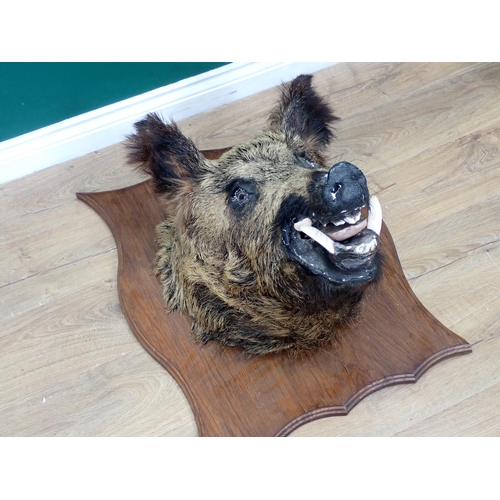 1022 - A taxidermy Wild Boar Head on large oak shield