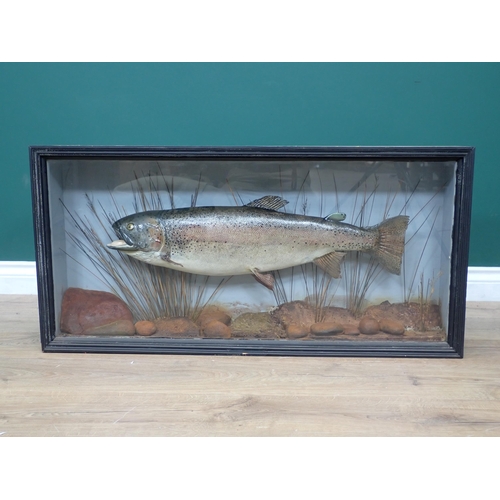 1023 - An ebonised and glazed Taxidermy Case displaying a Rainbow Trout 3ft W x 1ft 6in H