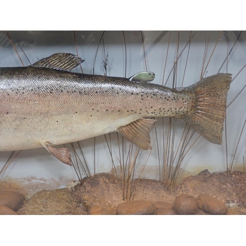 1023 - An ebonised and glazed Taxidermy Case displaying a Rainbow Trout 3ft W x 1ft 6in H