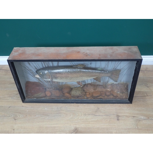 1023 - An ebonised and glazed Taxidermy Case displaying a Rainbow Trout 3ft W x 1ft 6in H