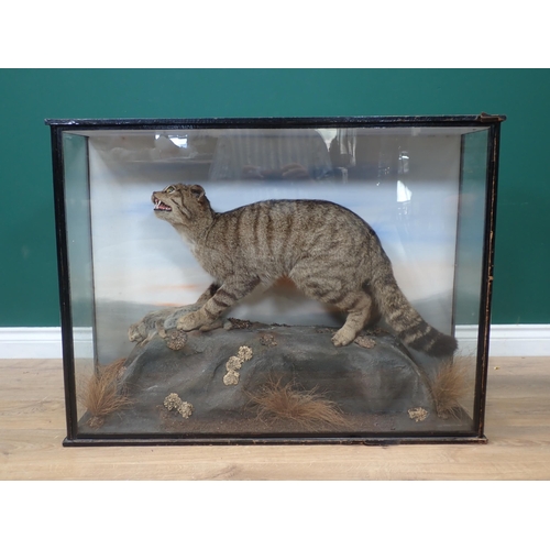 1117 - An antique ebonised and glazed taxidermy Case displaying a mounted European Wildcat with Rabbit prey... 