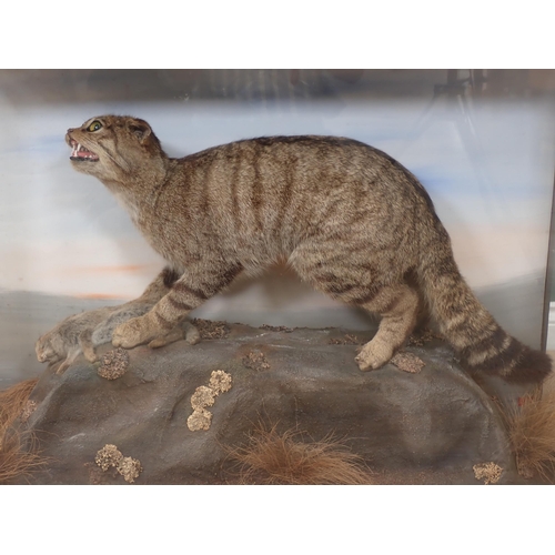 1117 - An antique ebonised and glazed taxidermy Case displaying a mounted European Wildcat with Rabbit prey... 