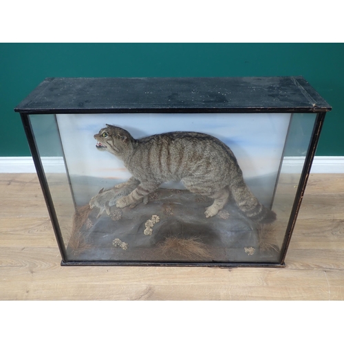 1117 - An antique ebonised and glazed taxidermy Case displaying a mounted European Wildcat with Rabbit prey... 